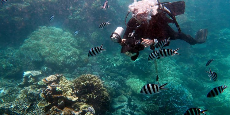 Diver with underwater camera swims among white and black striped tropical fish with coral reef below.