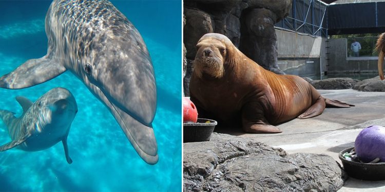 Left: Two dolphins are swimming in the water. Right: A walrus is waiting to be fed.