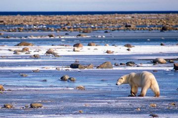 Polar bear walking on icy tundra littered with rocks.