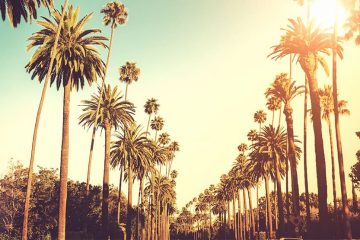 Palm trees lining a street.