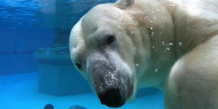 A polar bear looks at the camera while underwater.