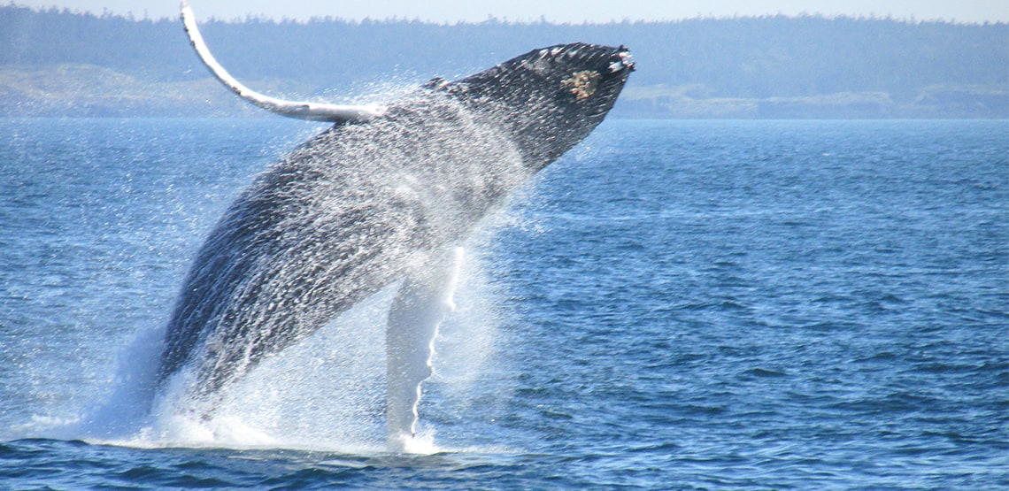 Whale leaps out of the water with a spray all around it.