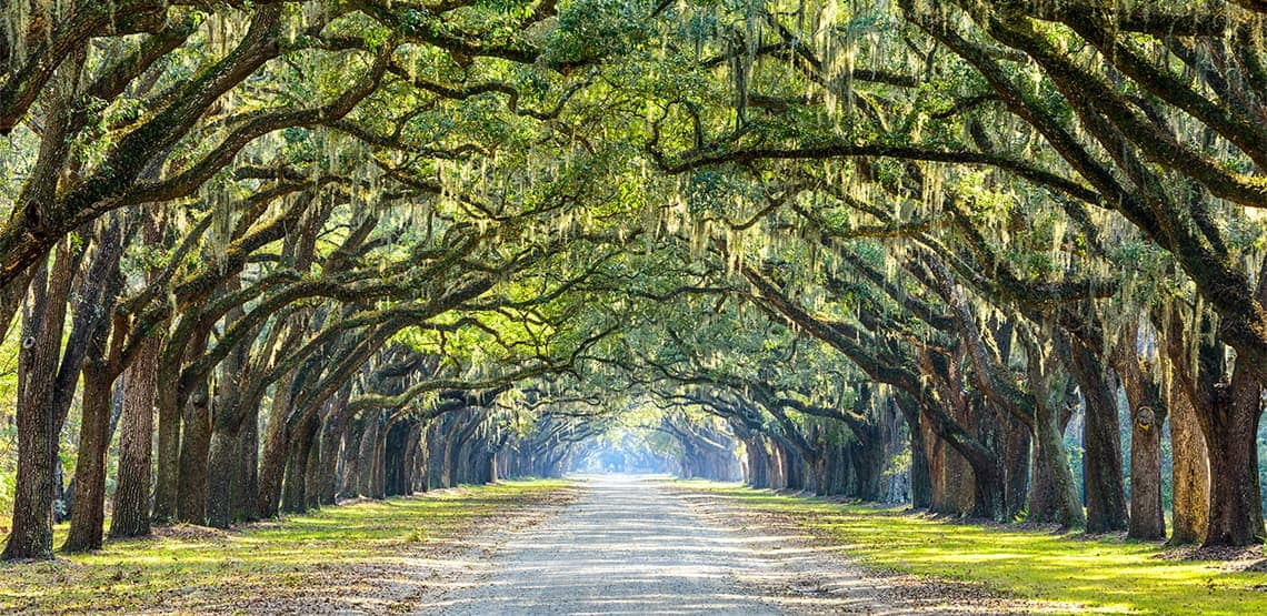 Trees form an arch over a long straight road