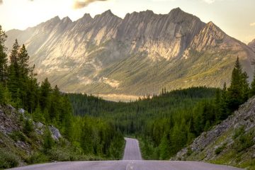 Road with pine trees on either side leading into a mountain range.