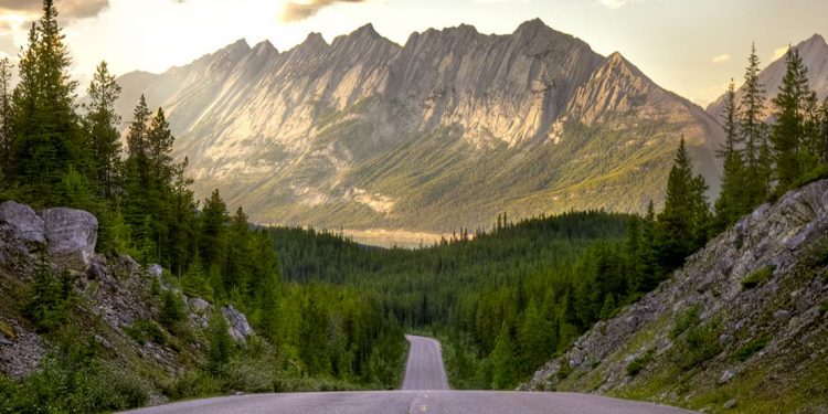 Road with pine trees on either side leading into a mountain range.