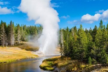 Geyser spews steam up into the air from the side of a river with pine trees on either side of its bank.