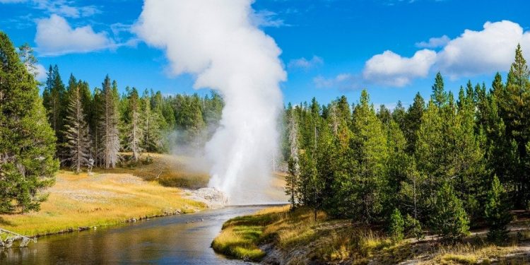 Geyser spews steam up into the air from the side of a river with pine trees on either side of its bank.
