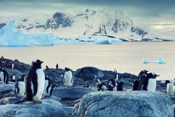 Gentoo penguins standing on the coast of the Antarctic Ocean with icebergs floating out at sea.