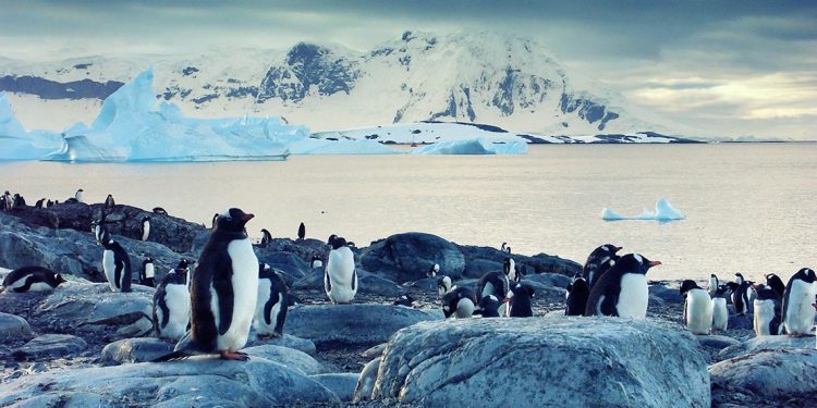 Gentoo penguins standing on the coast of the Antarctic Ocean with icebergs floating out at sea.
