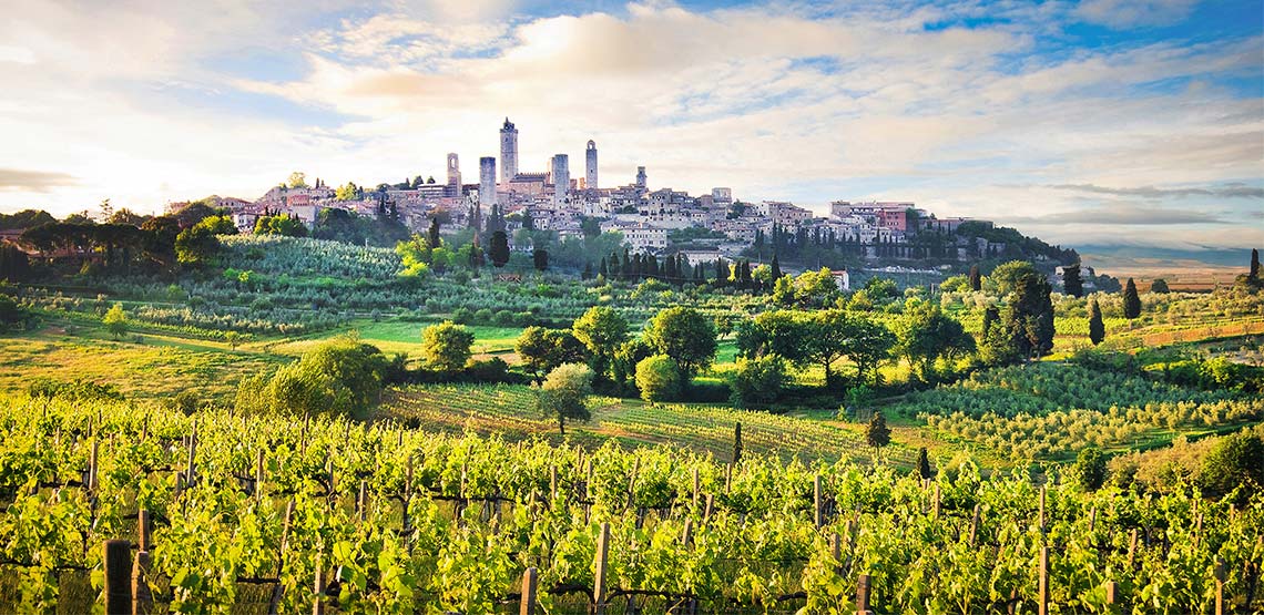 A vineyard in the hills surrounding San Gimignano.