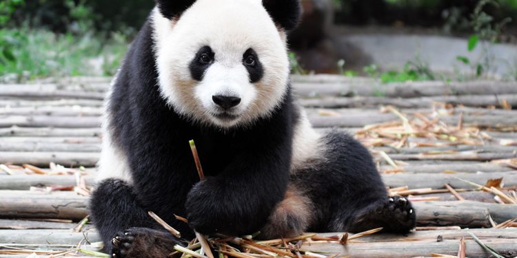 Panda sits looking at camera and grasping bamboo stalk.