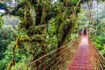 Suspended bridge through the jungle.