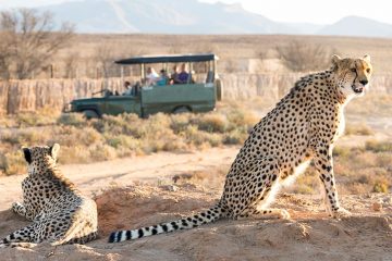 Two cheetahs sitting on dirt with green safari jeep in the background.