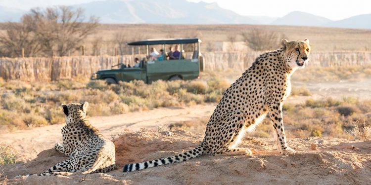 Two cheetahs sitting on dirt with green safari jeep in the background.