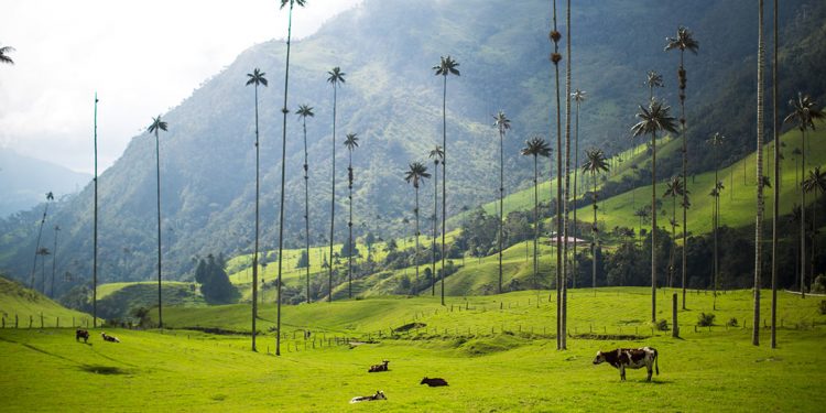 Wax palms in the valle de cocora in Colombia