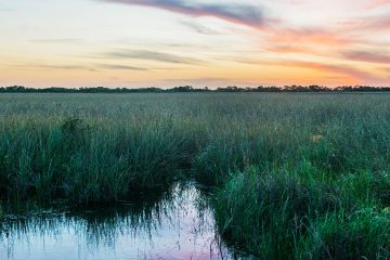 Long grasses in wetland with pastel skies.