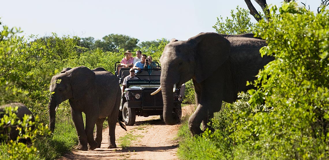 Line of elephants crossing path with green foliage on either side. Safari jeep parked behind them as people watch them cross and take photos.