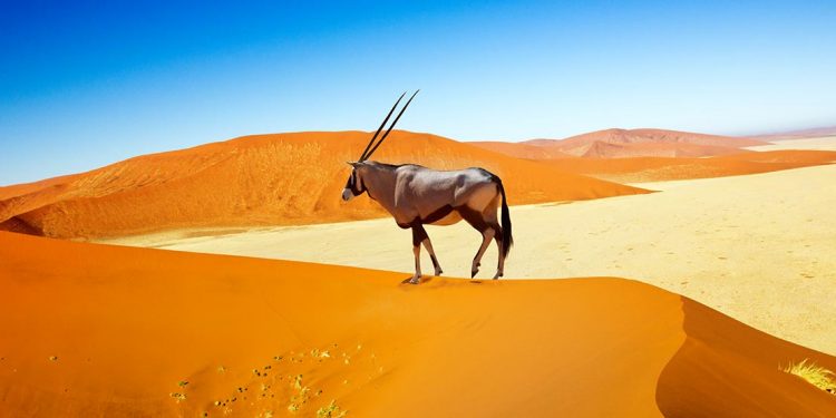 An oryx stands atop a dune in Sossuvlei Park.