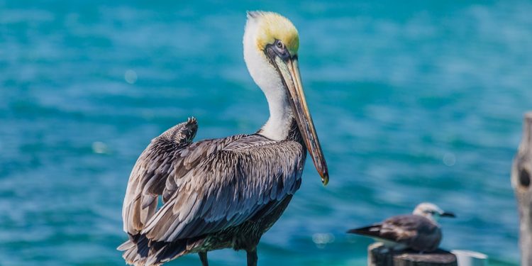 Pelican in the Mexican Caribbean