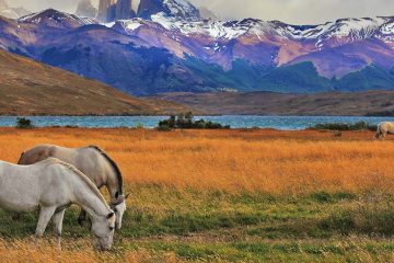 horses graze in the torres del paine national park in chile
