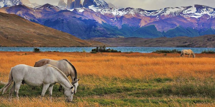 horses graze in the torres del paine national park in chile
