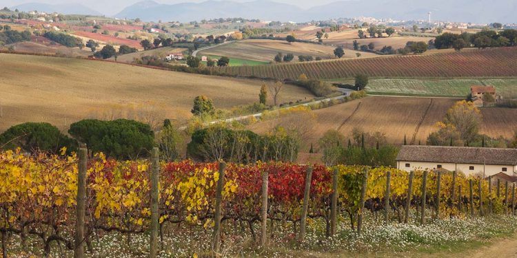 Yellow and red leaves on vines of a vineyard with rolling hills in the background.