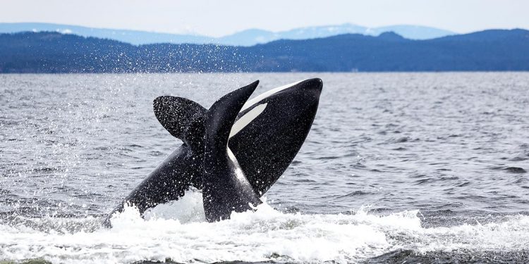 Killer whale tail and killer whale head sticking out of frothing ocean water.