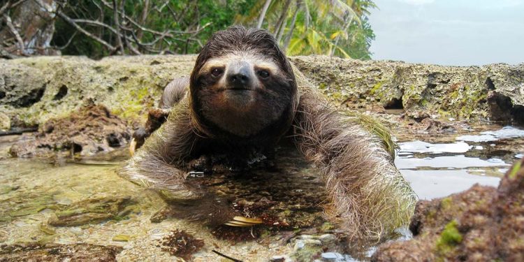 A sloth crawls on the beach in Cahuita