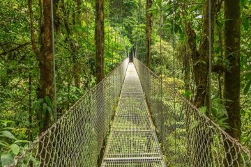 A suspended walkway in the Monteverde Cloud Forest in Costa Rica