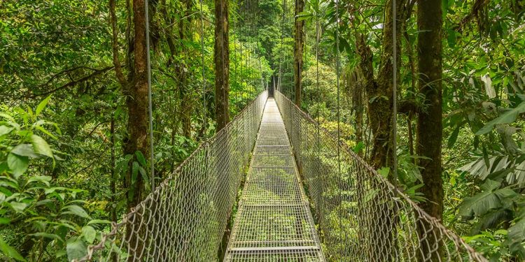 A suspended walkway in the Monteverde Cloud Forest in Costa Rica
