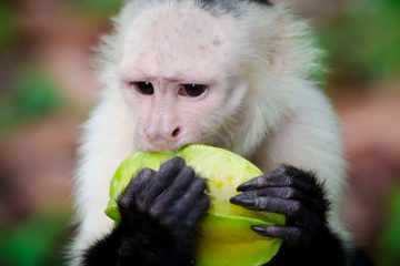 a monkey in corcovado national park