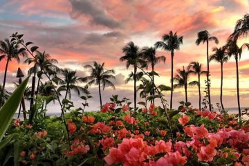 Pink flowers and palm trees at sunset
