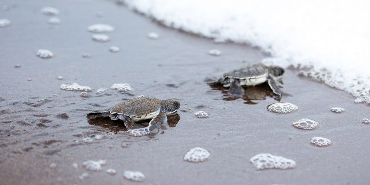 Baby turtles make their way to the ocean after hatching in Tortuguero.