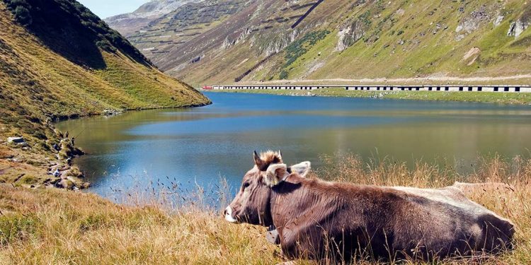 Yak with lake in background and railway across on other side.