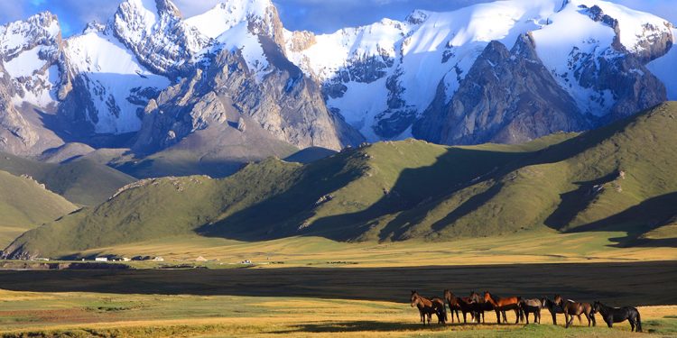 Wild horses with mountains in background