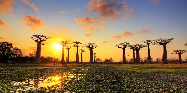 Trees in Madagascar