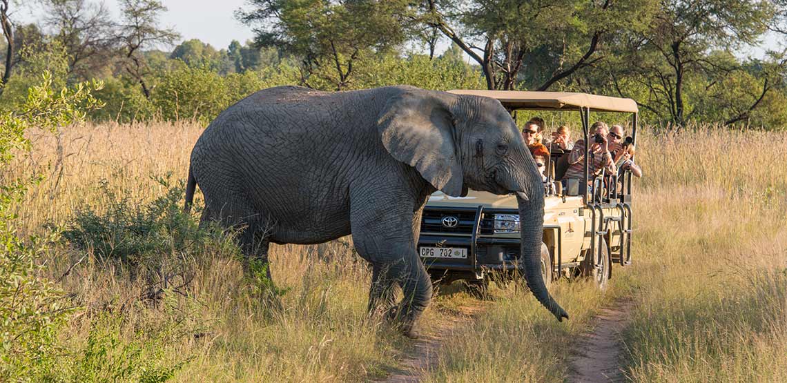 An elephant passes in front of a safari car.