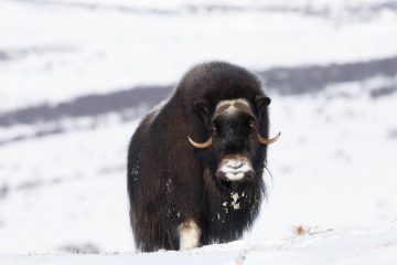 A musk ox stands stoically in the winter snow.