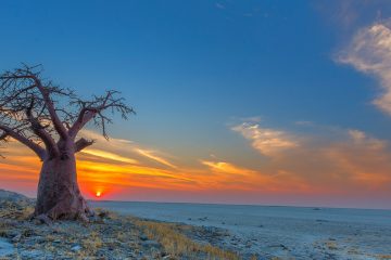 Baobab tree at sunset in Botswana.
