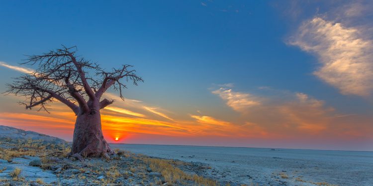 Baobab tree at sunset in Botswana.