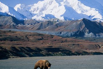 Grizzly bear in river at Denali National Park.