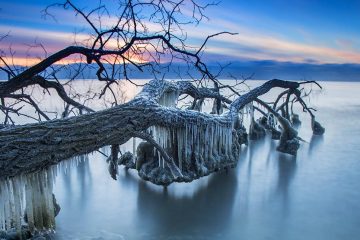 Fallen tree stretching over the water with icicles hanging off.