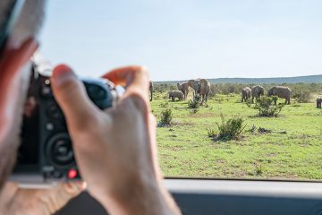 Man taking photo of elephants out car window.