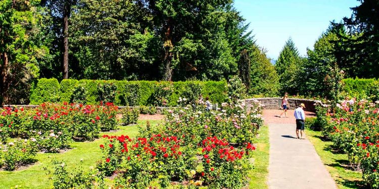Rose garden in Washington Park