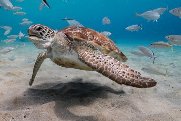 Green Sea Turtle in shallow water of the coral reef in the Caribbean Sea around Curacao
