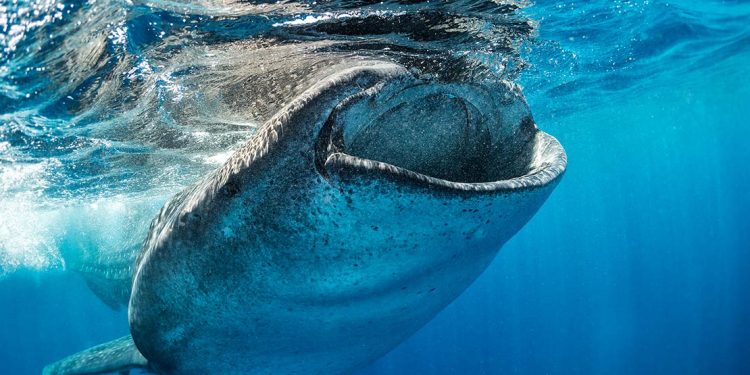 A whale shark feeds close to the surface.