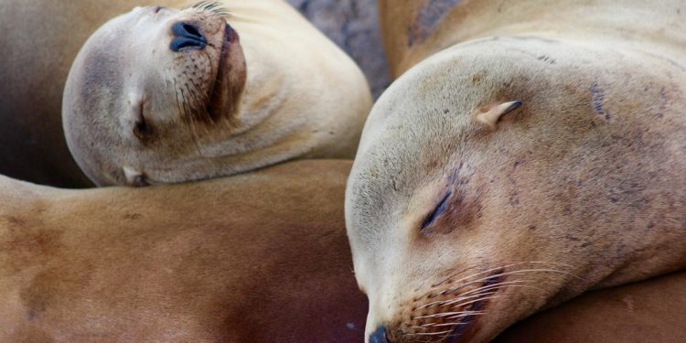 Sea lions doze along the beach in Monterey, California