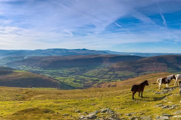 Mountain ponies in Brecon Beacon National Park.