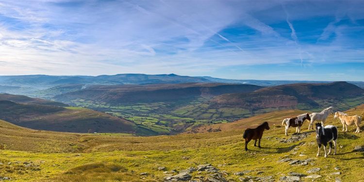 Mountain ponies in Brecon Beacon National Park.