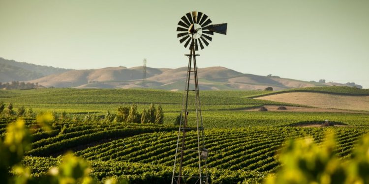 Vineyards in California wine country